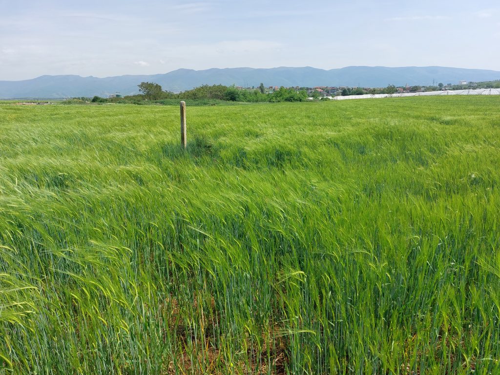 Пет лица ќе одговараат кривично за злоупотреба на државните стокови резерви