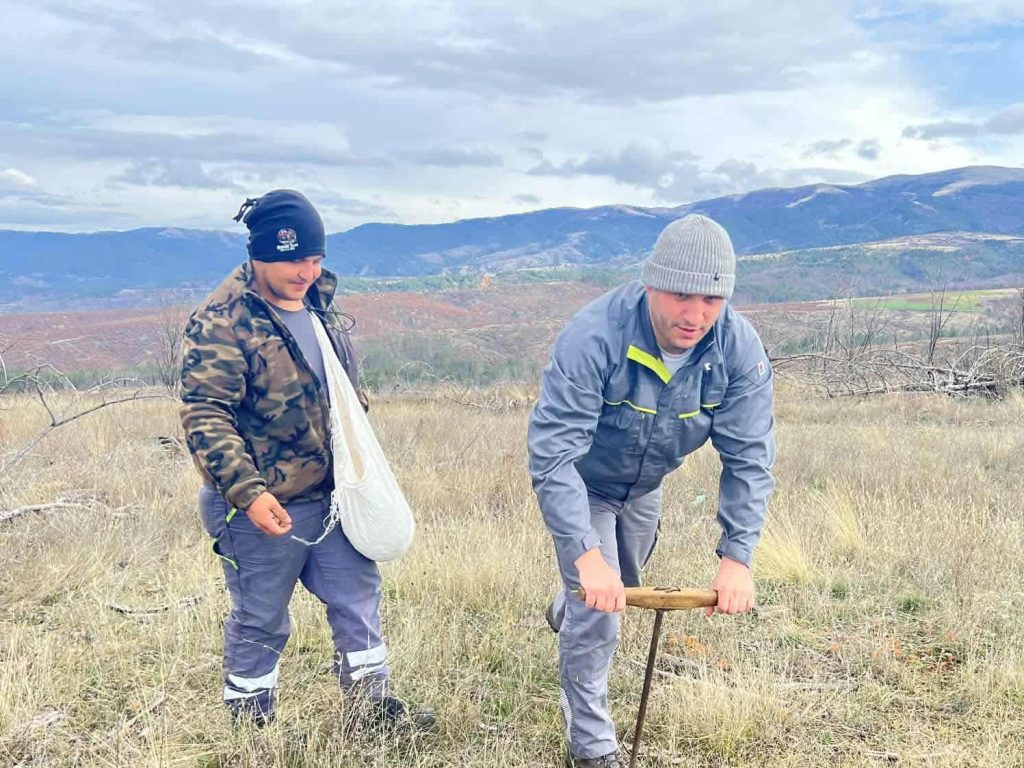 Потсејување на опожарените површини во шумско-стопанската единица Буковик–Бајаз Тепе