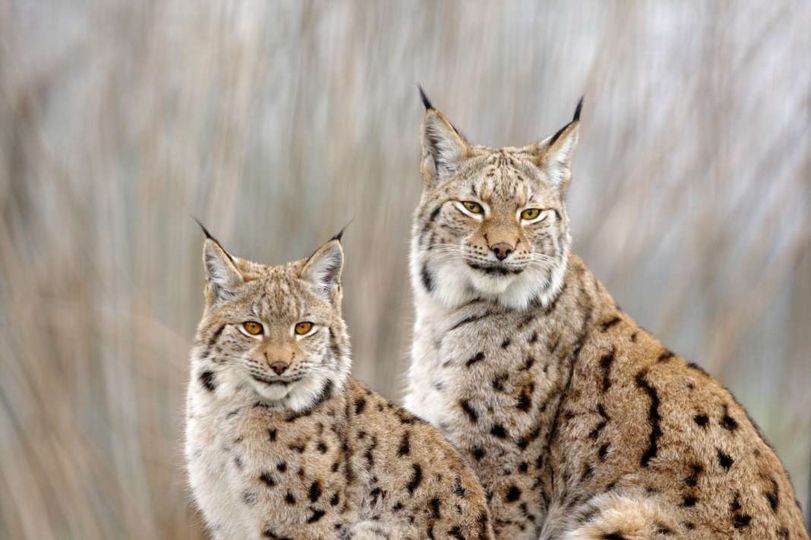 Балкански рис со младенче снимен на Шар Планина