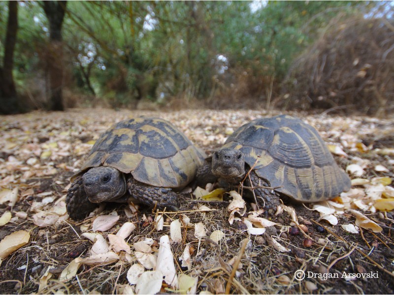 Желки бегаат во смрт од агресивни мажјаци на островот Голем Град во Преспа, македонски и светски научници ќе бараат спас