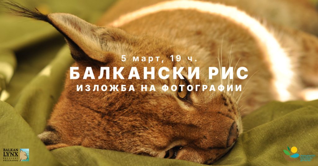 Балканскиот рис доаѓа во Скопје: Патувачката фотоизложба на Македонското еколошко друштво се отвора во Лабораториум